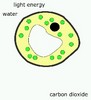 photosynthesis loop