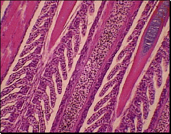gill plate (secondary lamella)