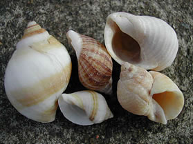 dog whelk