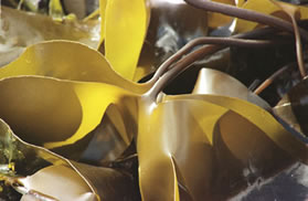 kelp
