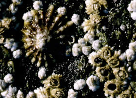 limpet and barnacles