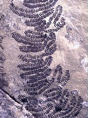 the marks left by limpet radula