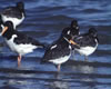 oystercatcher