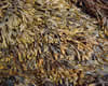 spiral wrack