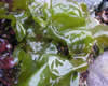 sea lettuce